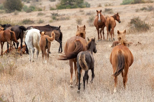 Kudde wilde paarden — Stockfoto