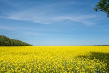 Yellow and blue background. Landscape of a rapeseed field clipart