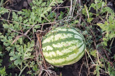 Tarım. Tarlada yetişen doğal karpuz.