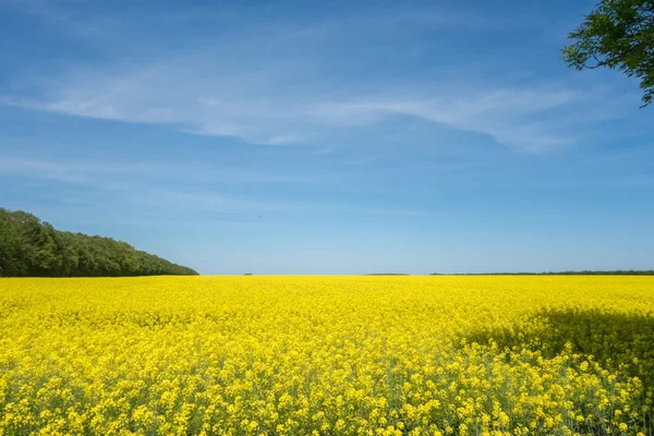 Žluté a modré pozadí. Krajina na řepkovém poli — Stock fotografie