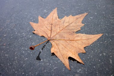 sarı sonbahar yaprak yol