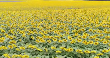 Ayçiçeği tarlasının 4k drone videosu. Tarım. Ayçiçeklerinin havadan görünüşü