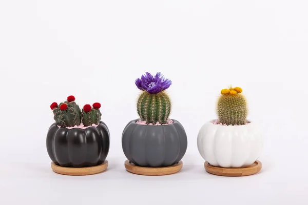 Small Decorative Pots Flowers Cacti Succulent Plants House Plants Ceramic — Stock Photo, Image
