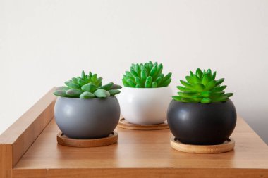 Lezzetli bitkiler, küçük yeşil sulu bitkiler, seramik yuvarlak tencereli ev bitkileri.