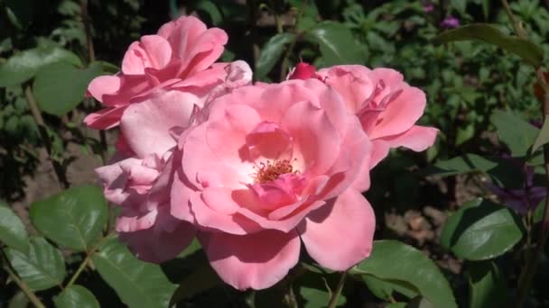 Chiudere Belle Rose Giardino Rallentatore — Video Stock