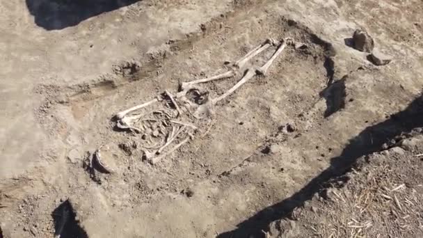 Archäologische Ausgrabungen Menschliche Überreste Skelettknochen Und Schädel Erdgrab — Stockvideo