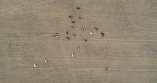 Vista Arriba Hacia Abajo Del Rebaño Vacas Pastando Campo Pastoreo — Vídeos de Stock