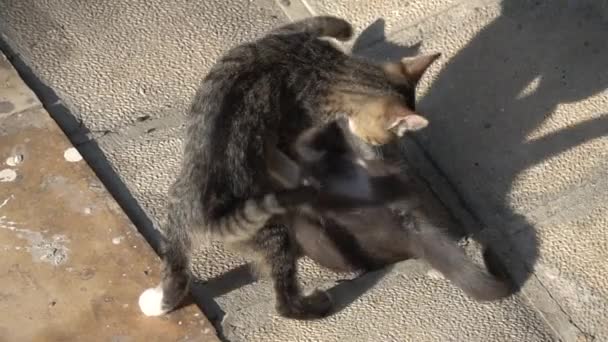 Słodkie Kociaki Bawią Się Zewnątrz Zwolniony Ruch — Wideo stockowe