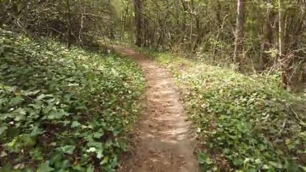 Osobista Perspektywa Chodzenia Ścieżce Zielonym Lesie Trekking Lasach Górskich — Wideo stockowe