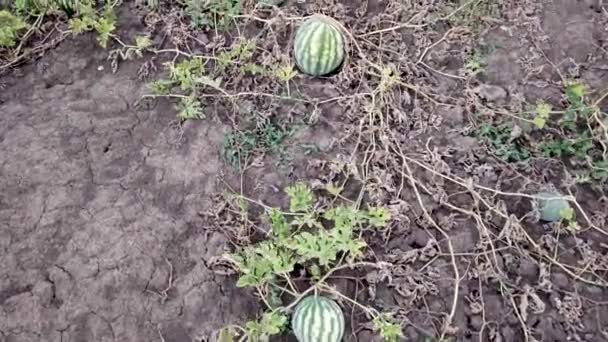 Melouny Zahradě Pole Organické Ovoce Zemědělství Potravinářský Průmysl — Stock video