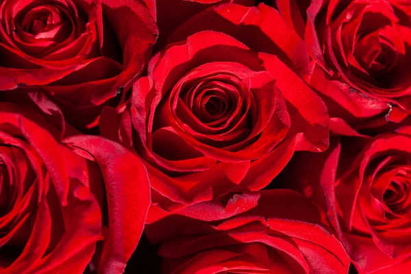 Fond Roses Rouges Roses Rouges Pour Fond Amour — Photo