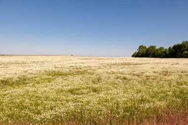 Papatya tarlaları. Beyaz papatyalar. Tarım