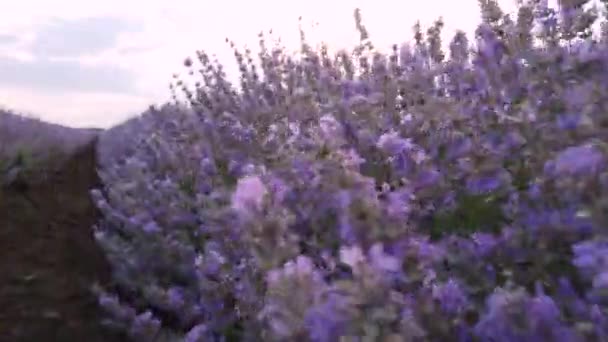 Прогулка Лавандовому Полю Закате Камера Движется Через Красивые Цветущие Цветы — стоковое видео