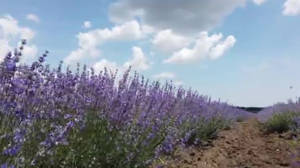 Lavanta Tarlasında Yürüyorum Kamera Güzel Açan Lavanta Çiçeklerinde Hareket Ediyor — Stok video