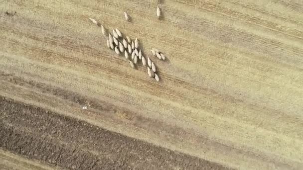 Vue Aérienne Par Drone Troupeau Moutons Mouvement Vue Haut Vers — Video