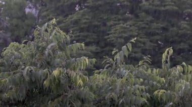 Parkta, ormanda ağır bir yağmur var.