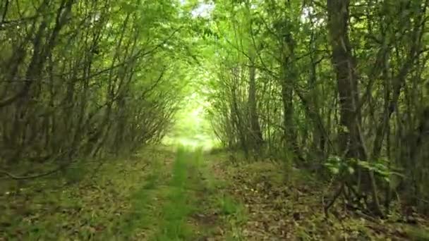 Személyes Perspektívája Zöld Erdő Ösvényén Való Járásnak Trekking Hegyi Erdőben — Stock videók