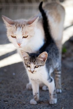 Anne kedi ve yavru kedi.