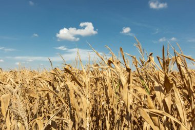 Kurumuş mısır tarlası, mavi bulutlu gökyüzü. Mısır tarlası kırsal arazisi