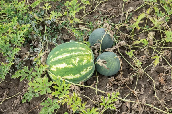 Agricoltura Anguria Naturale Che Cresce Nel Campo — Foto Stock