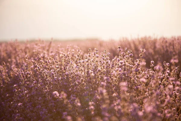 Closeup Lavender Bushes Sunset Flowers Lavandula — Stock Photo, Image