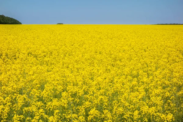 Żółto Niebieskie Tło Krajobraz Pola Rzepaku — Zdjęcie stockowe