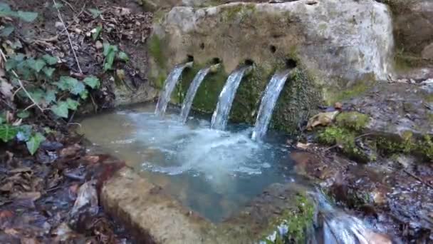 Source Eau Fontaine Source Dans Forêt Eau Source Naturelle Extérieur — Video