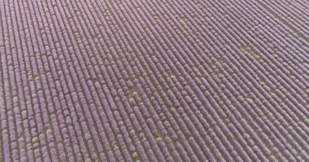 Aerial View Lavender Field Lila Virágok Gyönyörű Mezőgazdaság — Stock videók