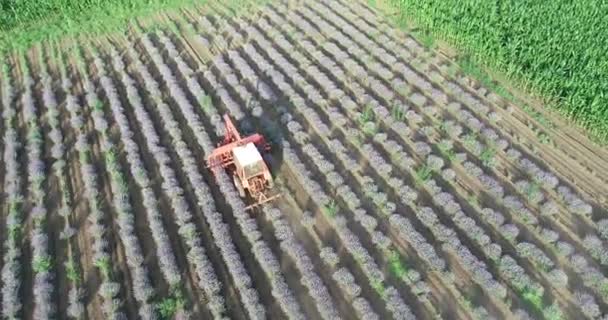 Letecký Pohled Traktor Pracující Levandulovém Poli — Stock video