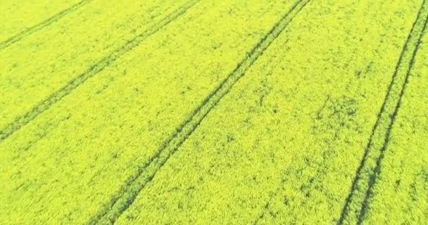 Letecký Pohled Pole Kanoly Pěstované Pole Řepkového Řepkového Semene — Stock video