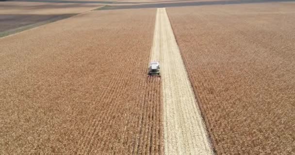 収穫者を組み合わせ 畑で小麦を収穫する 空中ドローンビュー — ストック動画