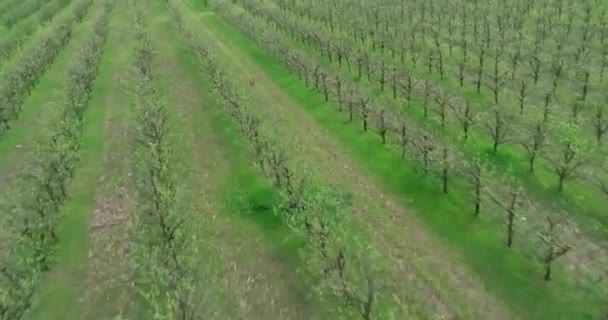 Letecký Pohled Plantáž Švestek Létání Nad Ovocnými Stromy Během Jara — Stock video