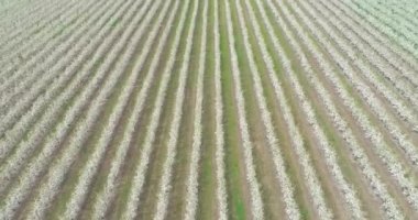 Elma ekiminin havadan görünüşü. Elma ağaçlarının üzerinden uçuyor. İlkbaharda çiçek açan elma ağaçları