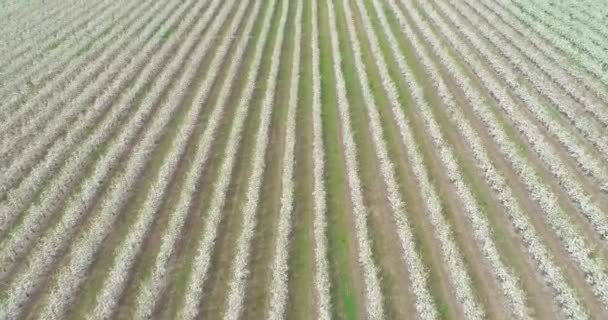 リンゴのプランテーションの空中ビュー リンゴの木を飛び越える 春のリンゴの木 — ストック動画