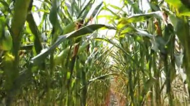 Mısır tarlasında yürüyorum. Bir mısır tarlasında yürürken pov çekimi.