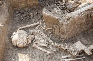 Arkeolojik kazılar. İnsan kalıntıları, iskelet kemikleri ve mezardaki kafatasları..