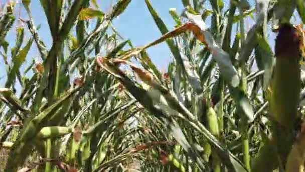 Fuß Durch Ein Maisfeld Der Schuss Ging Durch Ein Maisfeld — Stockvideo