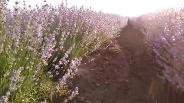 Gün Batımında Lavanta Tarlasında Yürümek Kamera Güzel Açan Lavanta Çiçeklerinde — Stok video