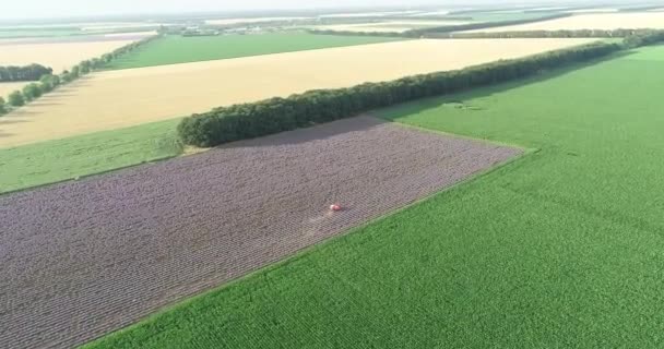 空中からの眺め ラベンダー畑で働くトラクター ラベンダー収穫 — ストック動画
