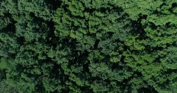 Aerial View Flying Beautiful Forest Trees Wonderful Flight Beautiful Forest — Stock Video