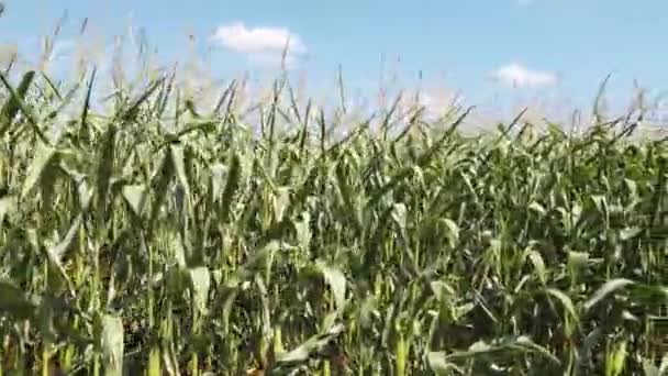 Кукурудзяне Поле Проти Блакитного Неба — стокове відео