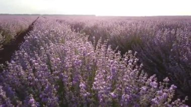 Gün batımında lavanta tarlası. Kamera güzel açan lavanta çiçeklerinde hareket ediyor.