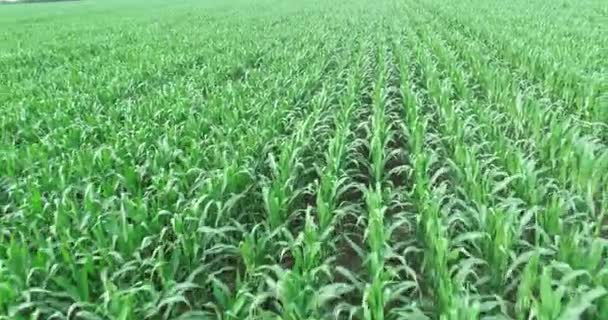 Повітряний Політ Над Зеленою Кукурудзою Подано — стокове відео