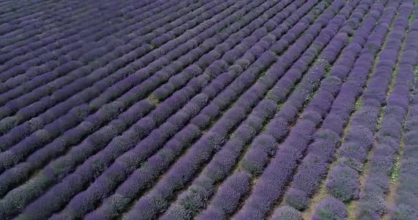 Vista Aérea Campo Lavanda Flores Púrpuras Hermosa Agricultura — Vídeos de Stock
