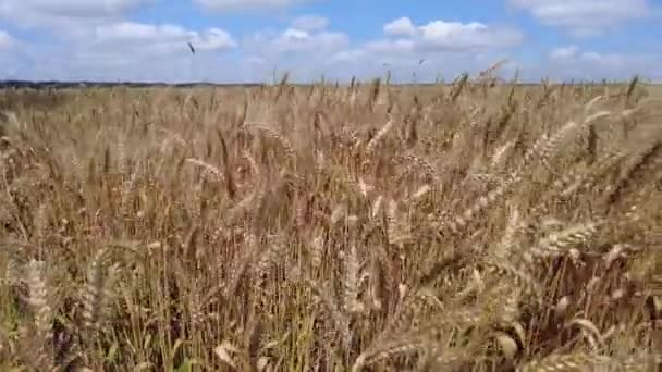 Tarweveld Oren Van Tarwe Van Dichtbij Gouden Oren Zwaaien Langzaam — Stockvideo