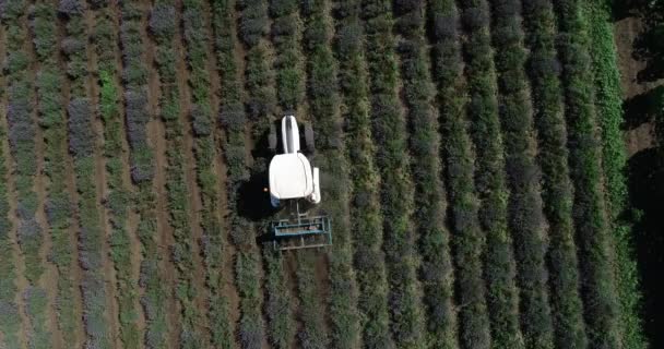 Vista Aerea Trattore Che Lavora Campo Lavanda — Video Stock