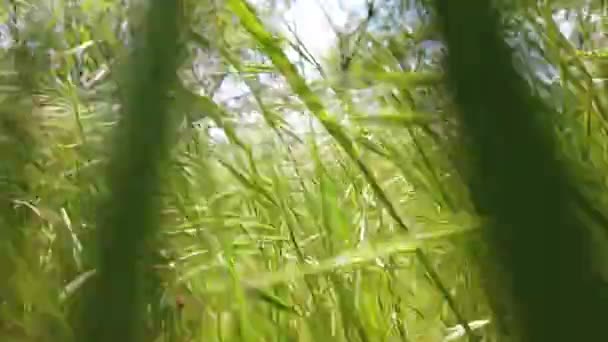 Камера Рухається Вперед Через Зелену Траву Вид Тварини Пов Через — стокове відео