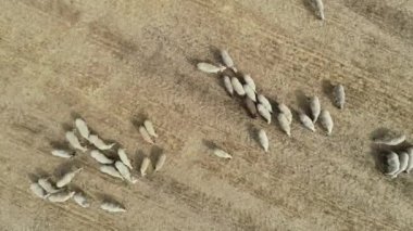 Koyun sürüsünün hareket edişini görebiliyoruz. Tarlada beslenen koyun sürüsünün yukarıdan görünüşü