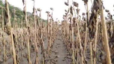 Ayçiçeği tarlasında yürüyorum. POV ayçiçeği tarlasında yürürken çekilmiş. Hasata hazır..