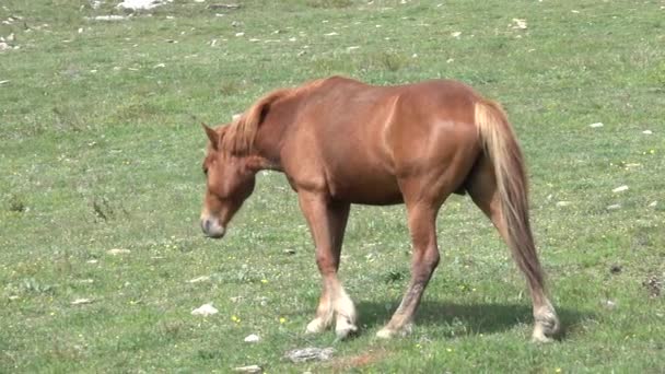 Movimento Lento Cavalo Castanho Selvagem — Vídeo de Stock